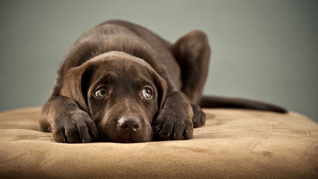 All About the Dangers of Tick Paralysis in Pets