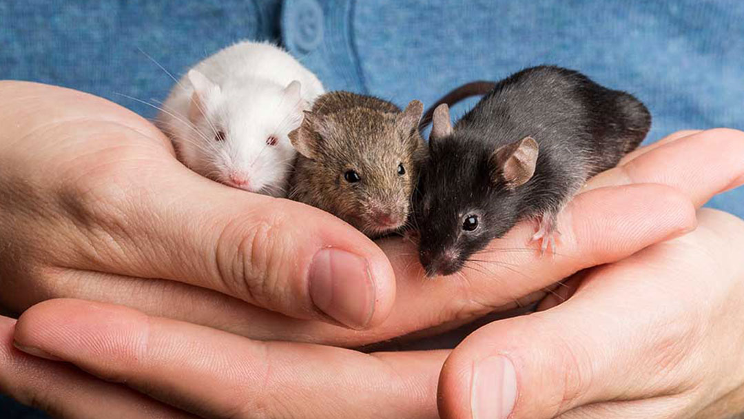 Caring For Pet Mice and Rats