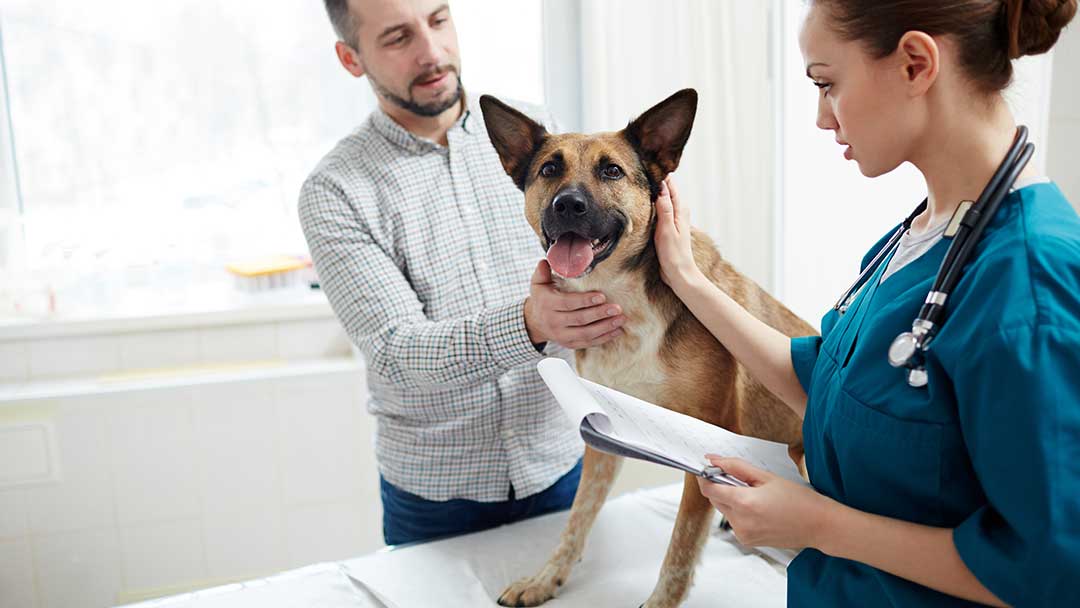 Choose a Specialist Vet for Your Four-Legged Friend