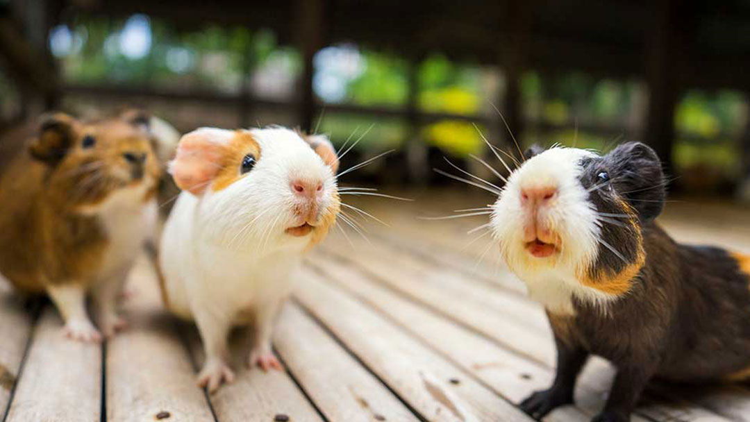 Common Diseases of Guinea Pigs, Mice and Rats