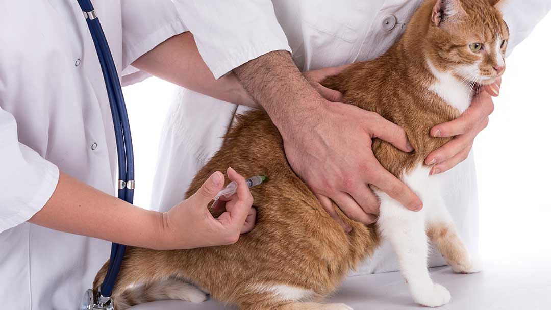 can feline aids be transmitted to dogs