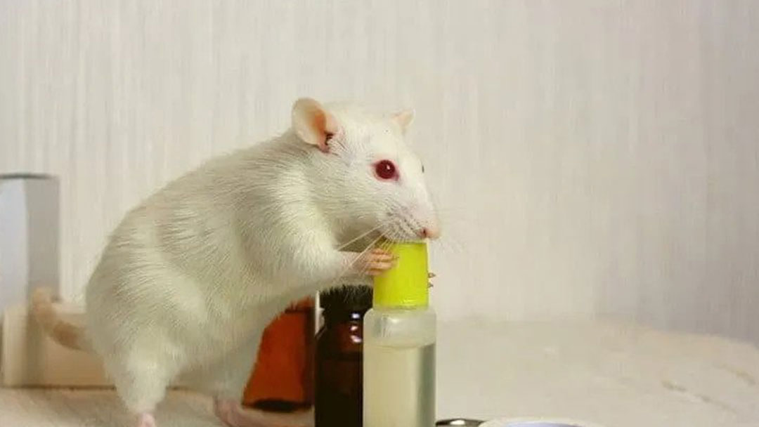 Rat Bait Poisoning