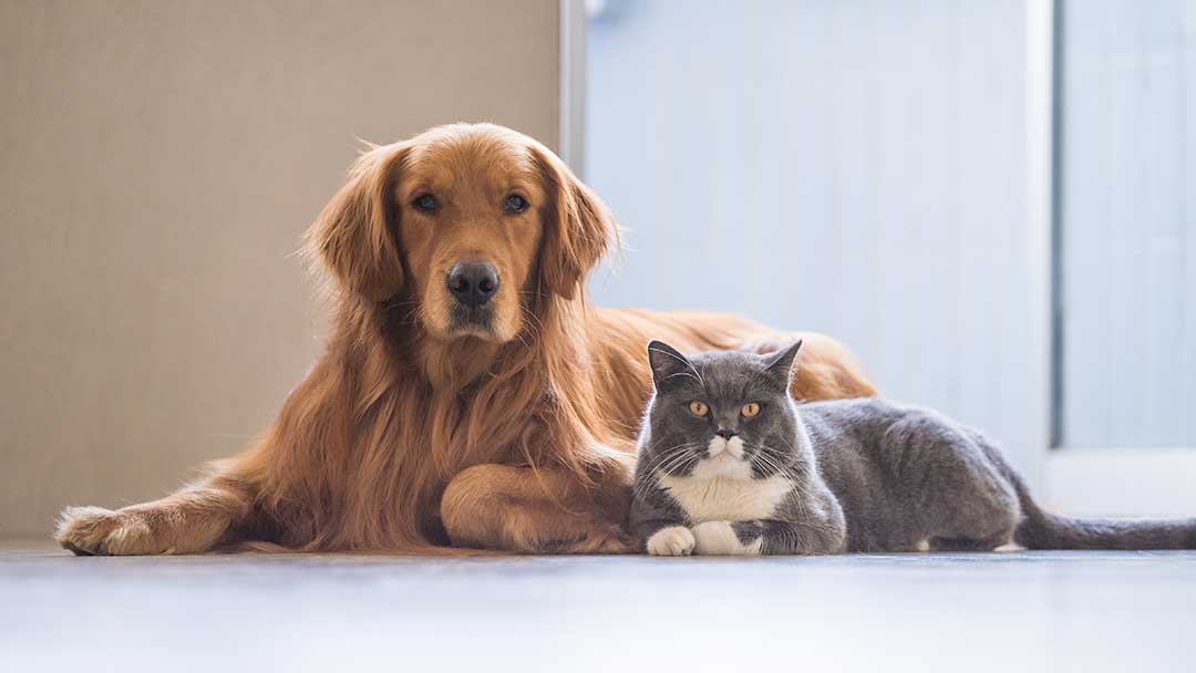 Spinal Issues and Paralysis in Cats and Dogs
