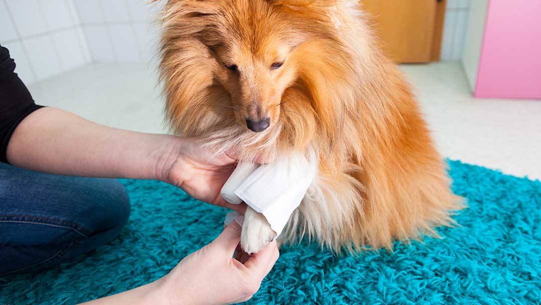 Understanding Knee Ligament Injuries in Dogs