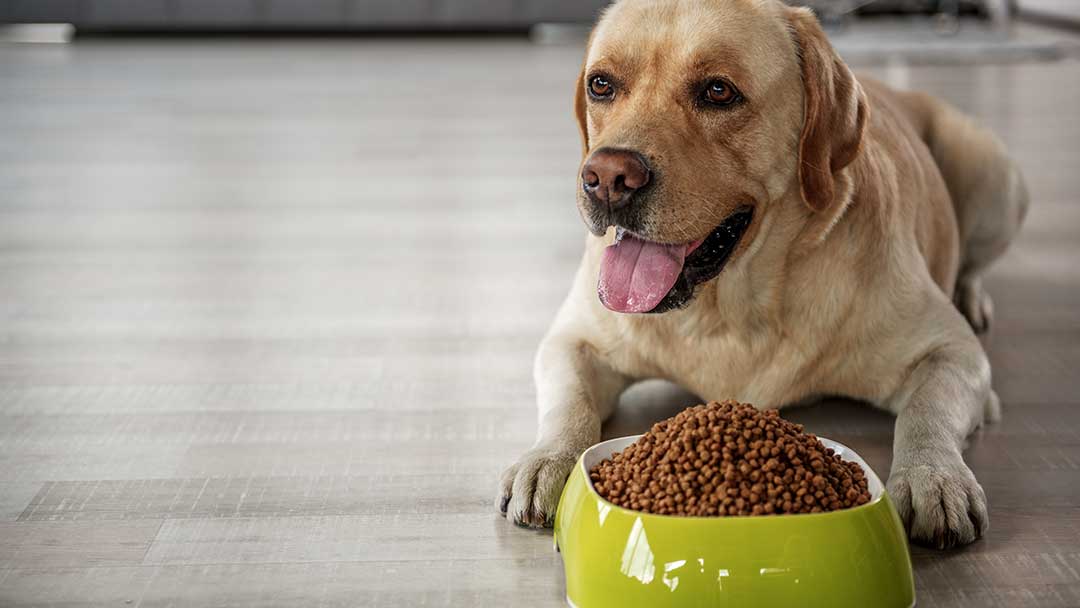 What Should I Look for in Dog Food