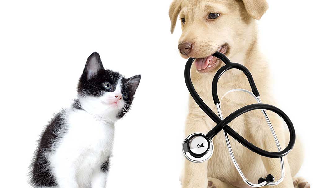 When is it Advisable to Seek Emergency Vet Care for Your Pet